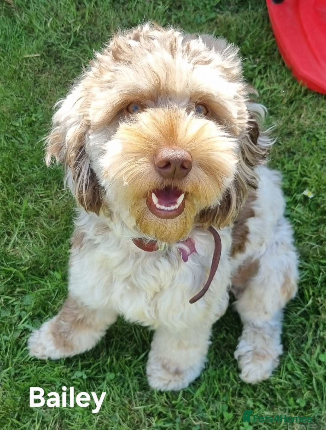 Cockapoo dogs for sale: F1b chocolate/Chocolate and Tan Cockapoo's  - Advert 11