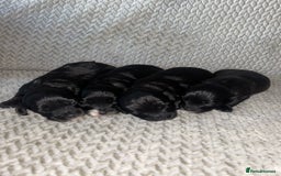 Shihpoo dogs for sale: Gorgeous Toy Shihpoo puppies - Image 14