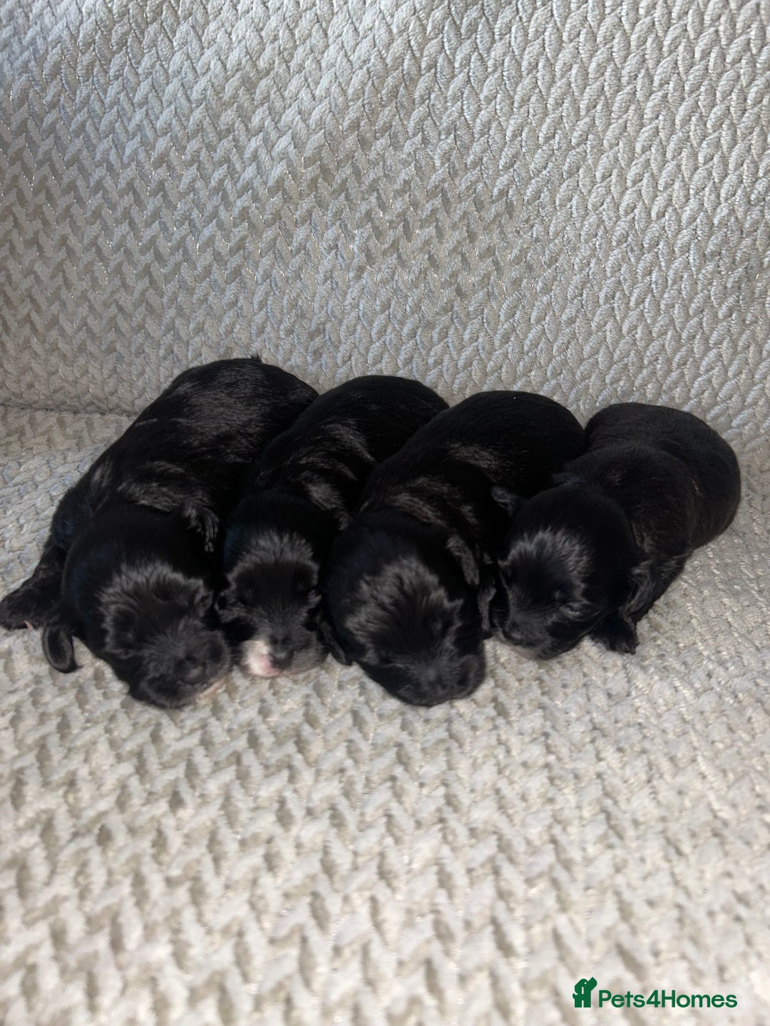 Shihpoo dogs for sale: Gorgeous Toy Shihpoo puppies - Image 14