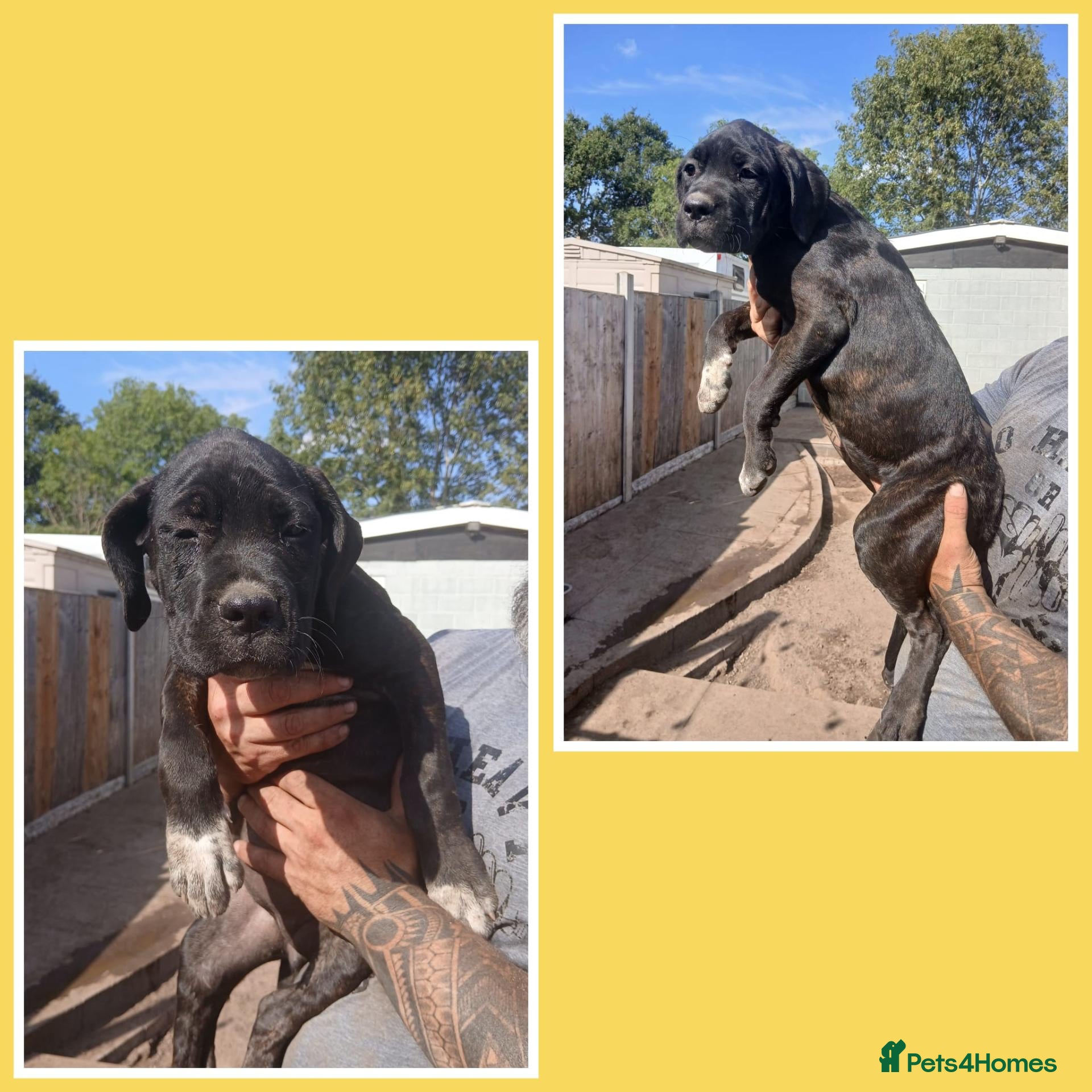 Cane Corso dogs Last  female left chestnut brindle - Advert 13