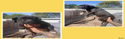 Cane Corso dogs for sale: Last  female left chestnut brindle - Advert 1