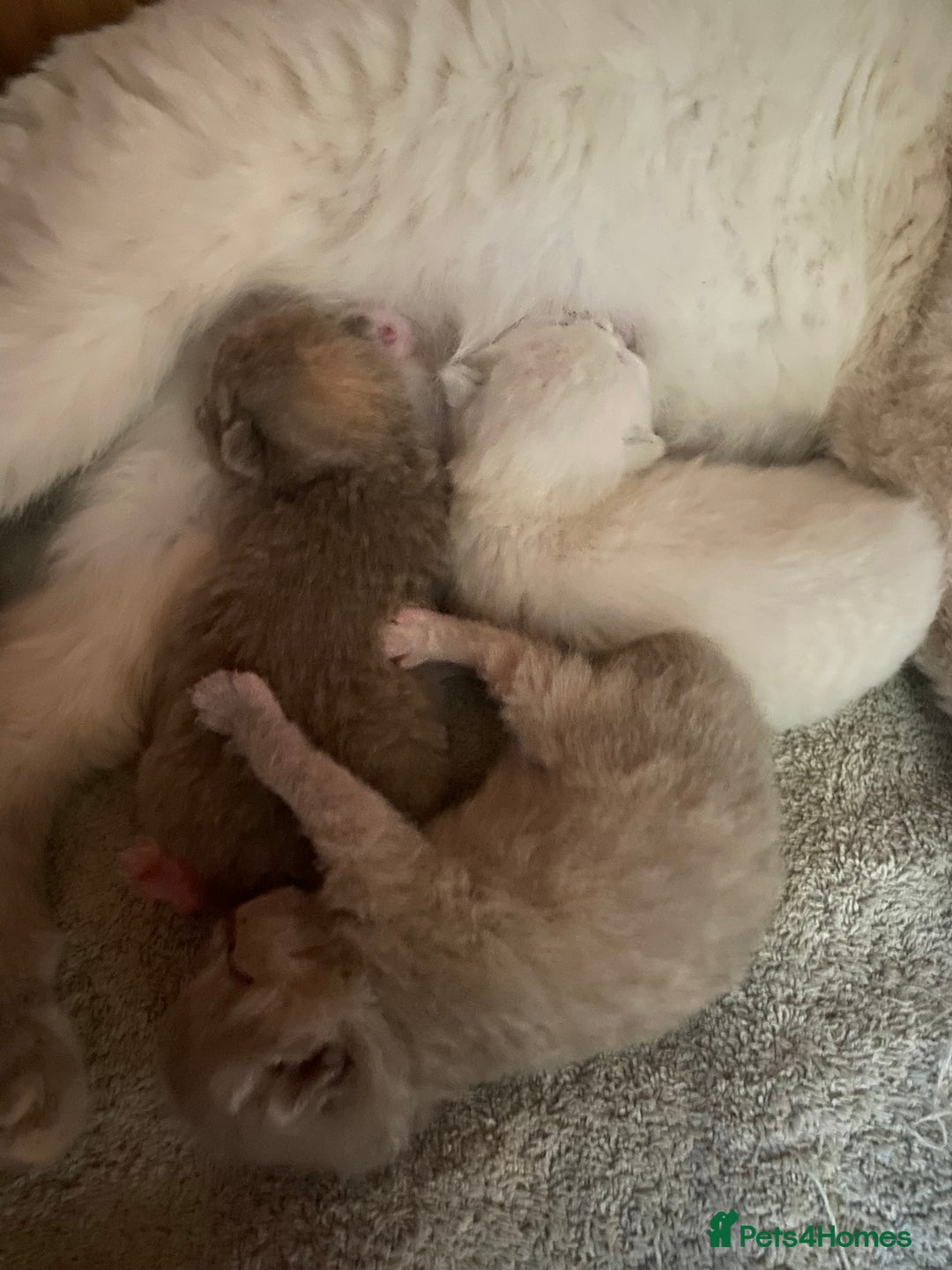 British Shorthair cats for sale: Stunning fluffy kittens  - Image 15
