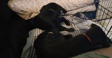 Mixed Breed dogs - Advert 6