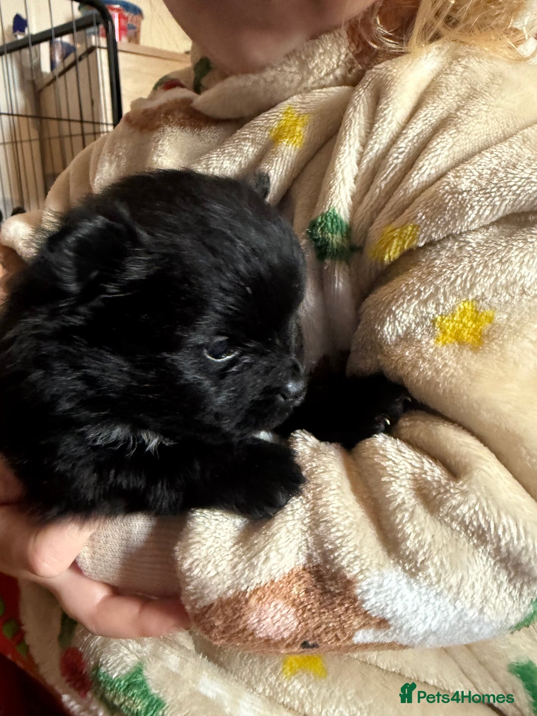 Pomeranian dogs for sale: 3 beautiful  **  teddy face Pomeranian puppies  - Advert 4