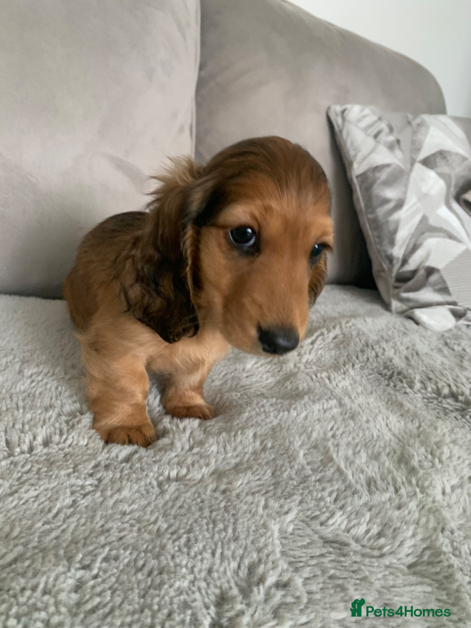 Miniature Dachshund dogs Long haired dachshund  - Advert 20