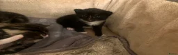 Mixed Breed cats for sale: 2 Tuxedo Tabby Boys in Shifnal - Advert 24