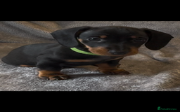 Miniature Dachshund dogs for sale: Mini dachshund puppys - Image 5