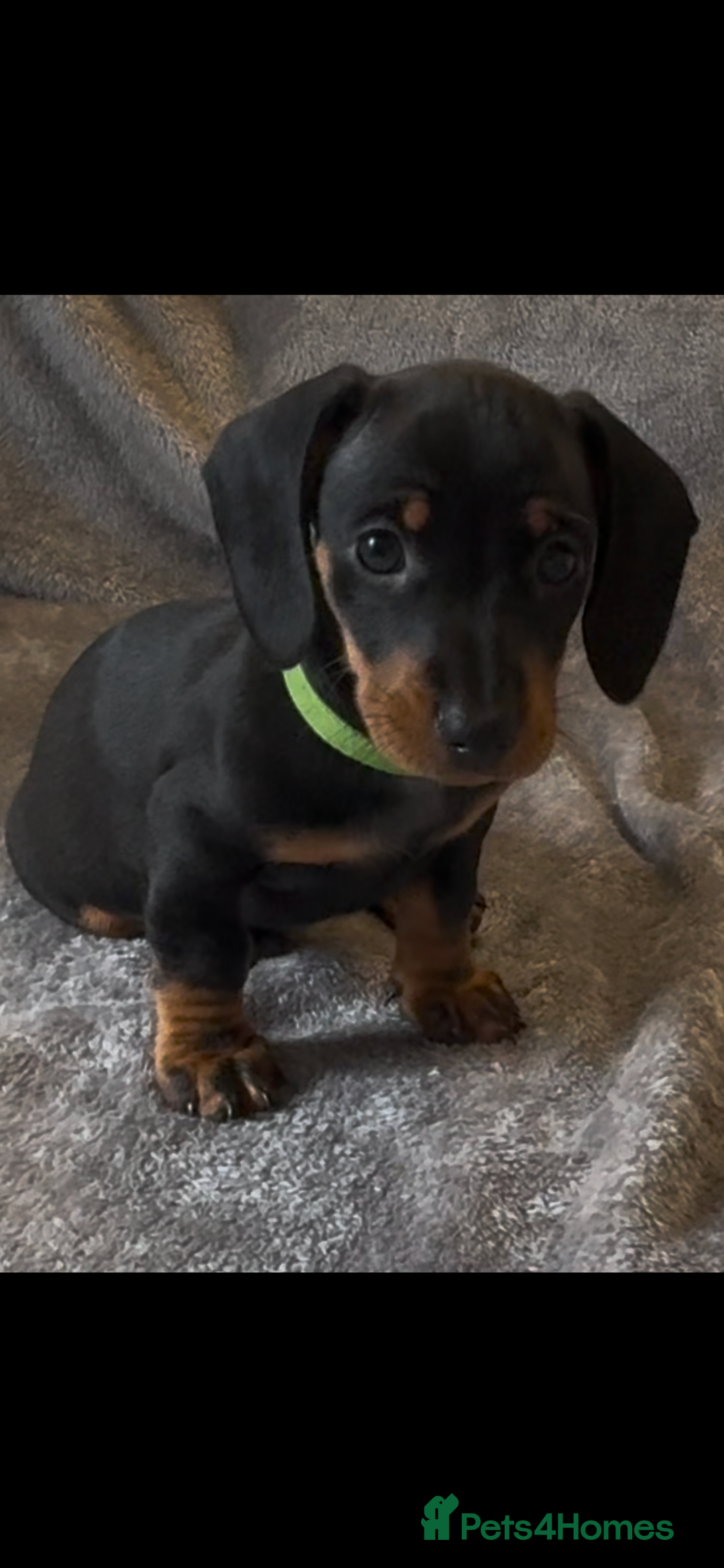Miniature Dachshund dogs for sale: Mini dachshund puppys - Image 5