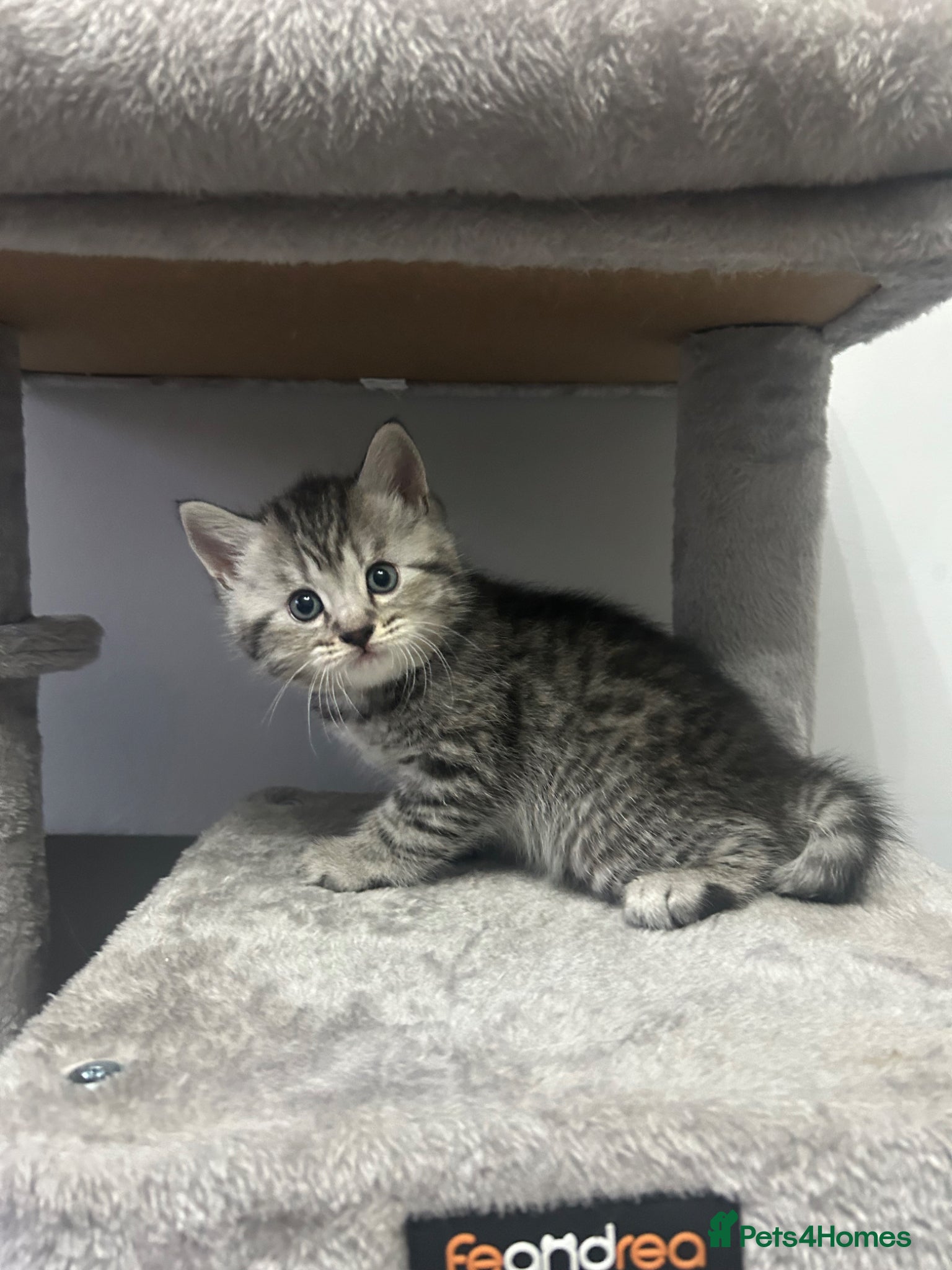 British Shorthair Kitten 3