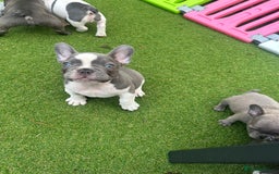 French Bulldog dogs for sale: Frenchies for sale <3 - Image 9