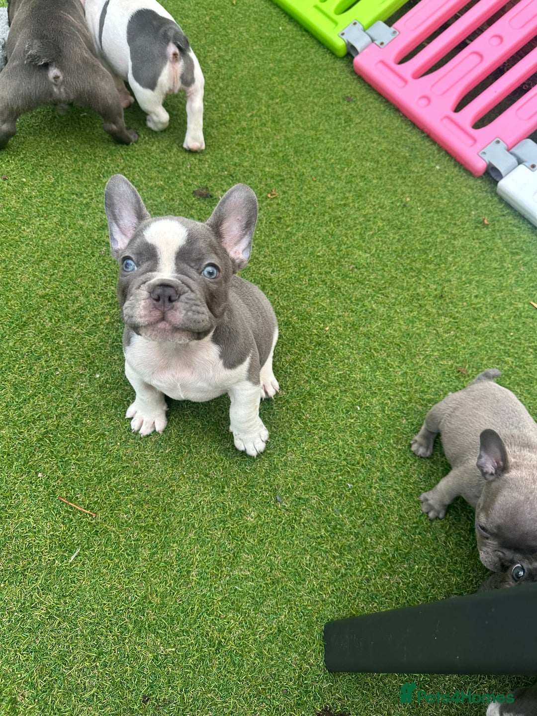 French Bulldog dogs for sale: Frenchies for sale <3 - Image 9