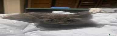 Persian 1