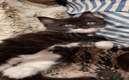 Ragdoll cats for sale: 3 Male Kittens Ragdoll X Turkish Angora  - Image 23