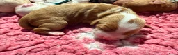 Cavapoo dogs for sale: Stunning Cavapoo x Australian Labradoodle puppies  - Advert 10