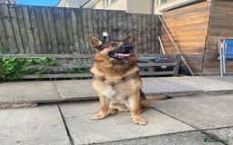 German Shepherd dogs for stud: German shepherd stud  - Image 6