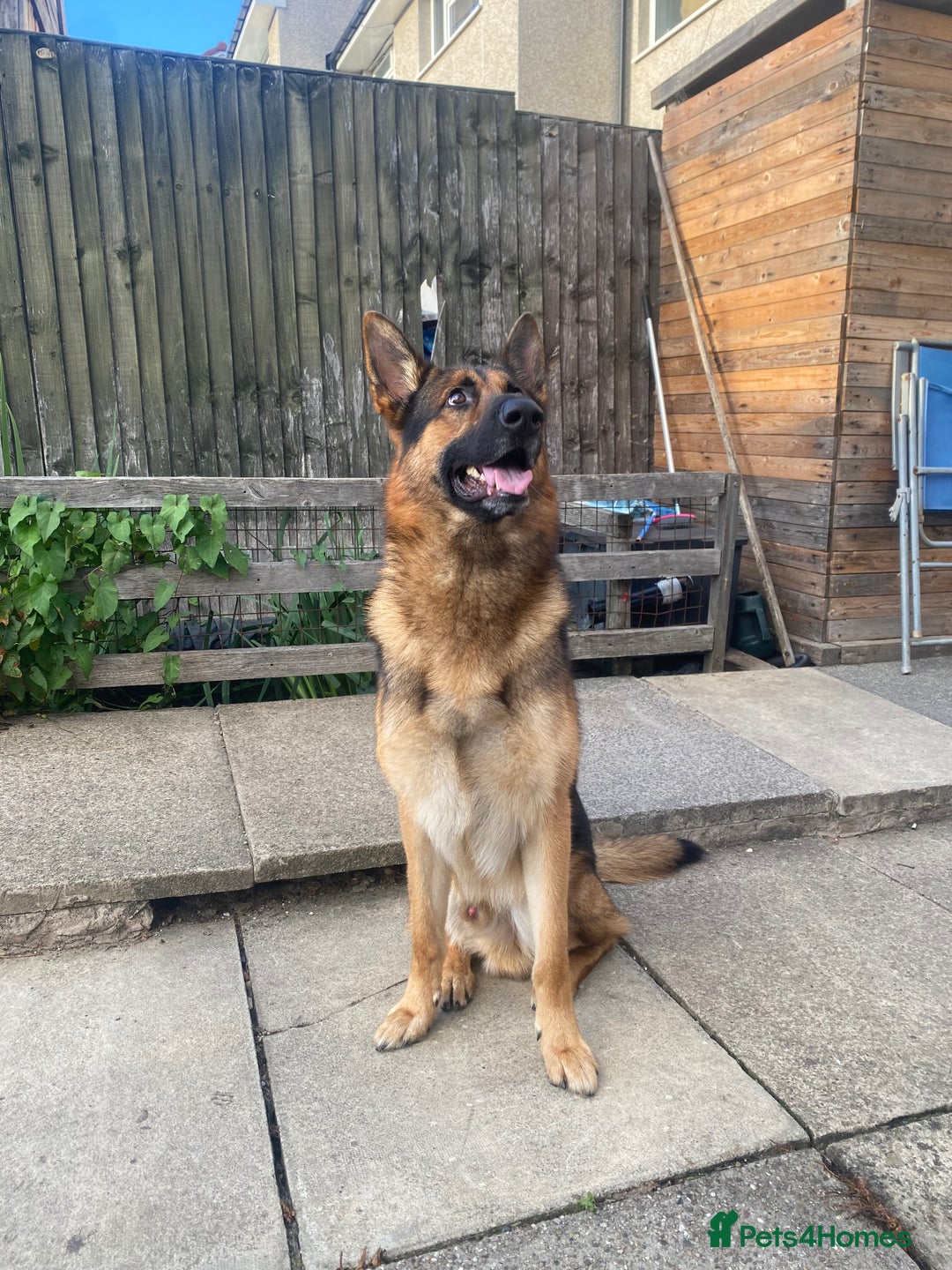 German Shepherd dogs for stud: German shepherd stud  - Image 6