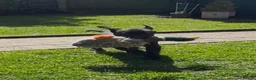 Labrador Retriever dogs for sale: Male Labrador Retriever 7 months old - Advert 8