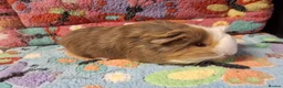 Guinea Pig rodents for sale: Baby Boars in longhaired breeds & teddies  - Advert 14