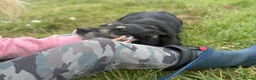 Mixed Breed dogs for adoption: Megan - Norwich Norfolk  - Advert 13