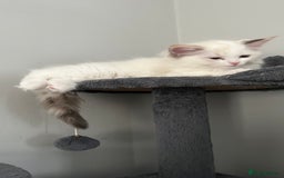 Ragdoll cats for sale: 4xfemales , 1xmale - Advert 8