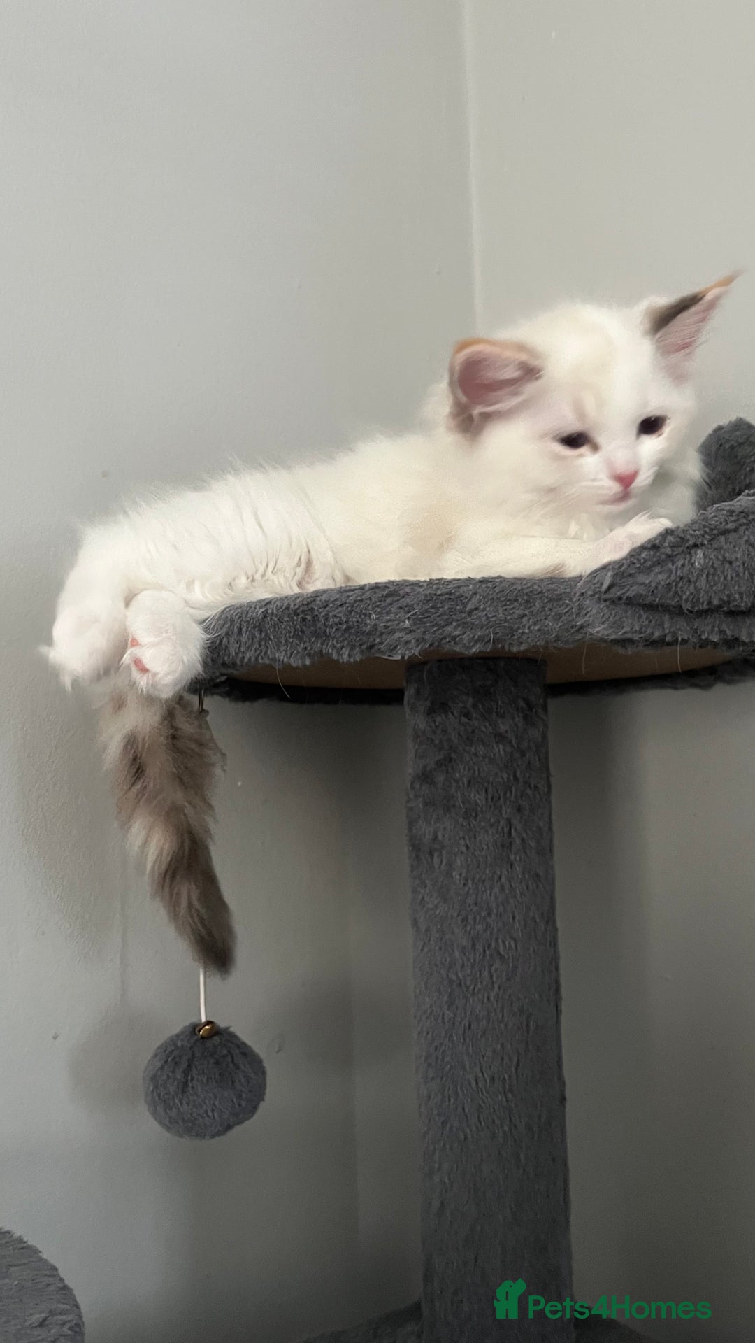 Ragdoll cats for sale: 4xfemales , 1xmale - Advert 8