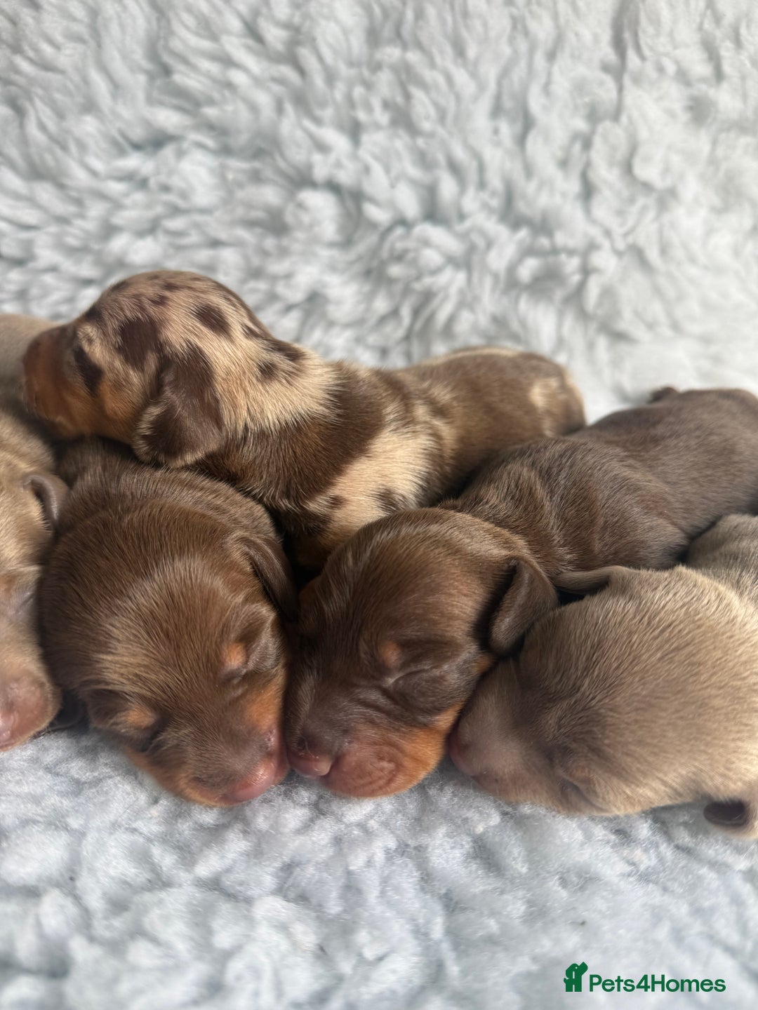 Miniature Dachshund dogs for sale: Kennel Club Miniature Dachshunds - Image 6