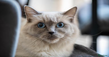 Ragdoll cats - Advert 4