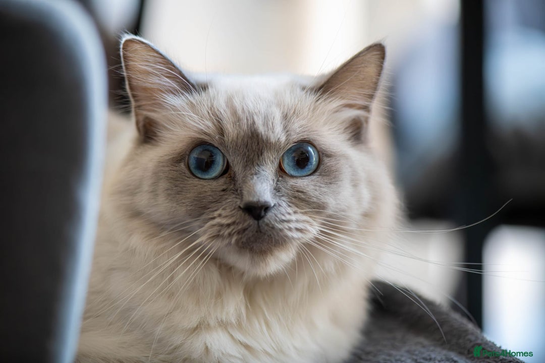 Ragdoll cats for sale: Stunning Bluepoint Ragdoll kittens!  - Image 3