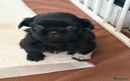 Shih Tzu dogs for sale: Shih tzu puppies for sale  - Image 5