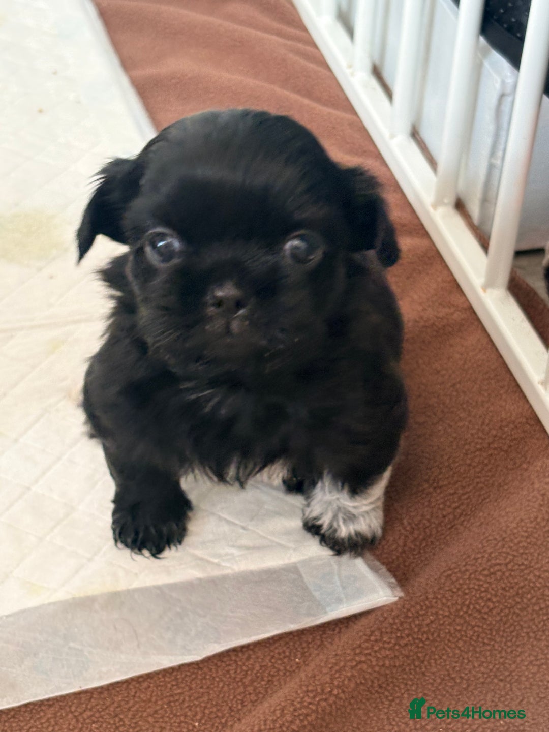 Shih Tzu dogs for sale: Shih tzu puppies for sale  - Image 5