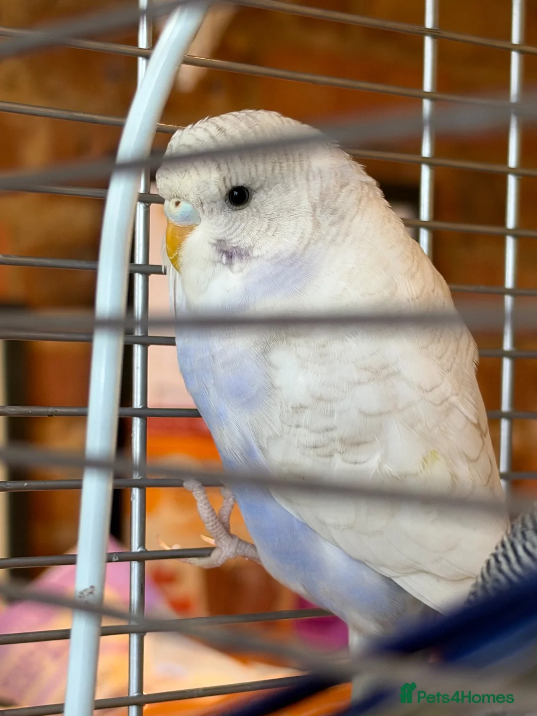Budgerigars birds for sale: Beautiful Baby Budgies  - Advert 1