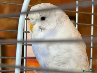Budgerigars birds Beautiful Baby Budgies - Advert 1