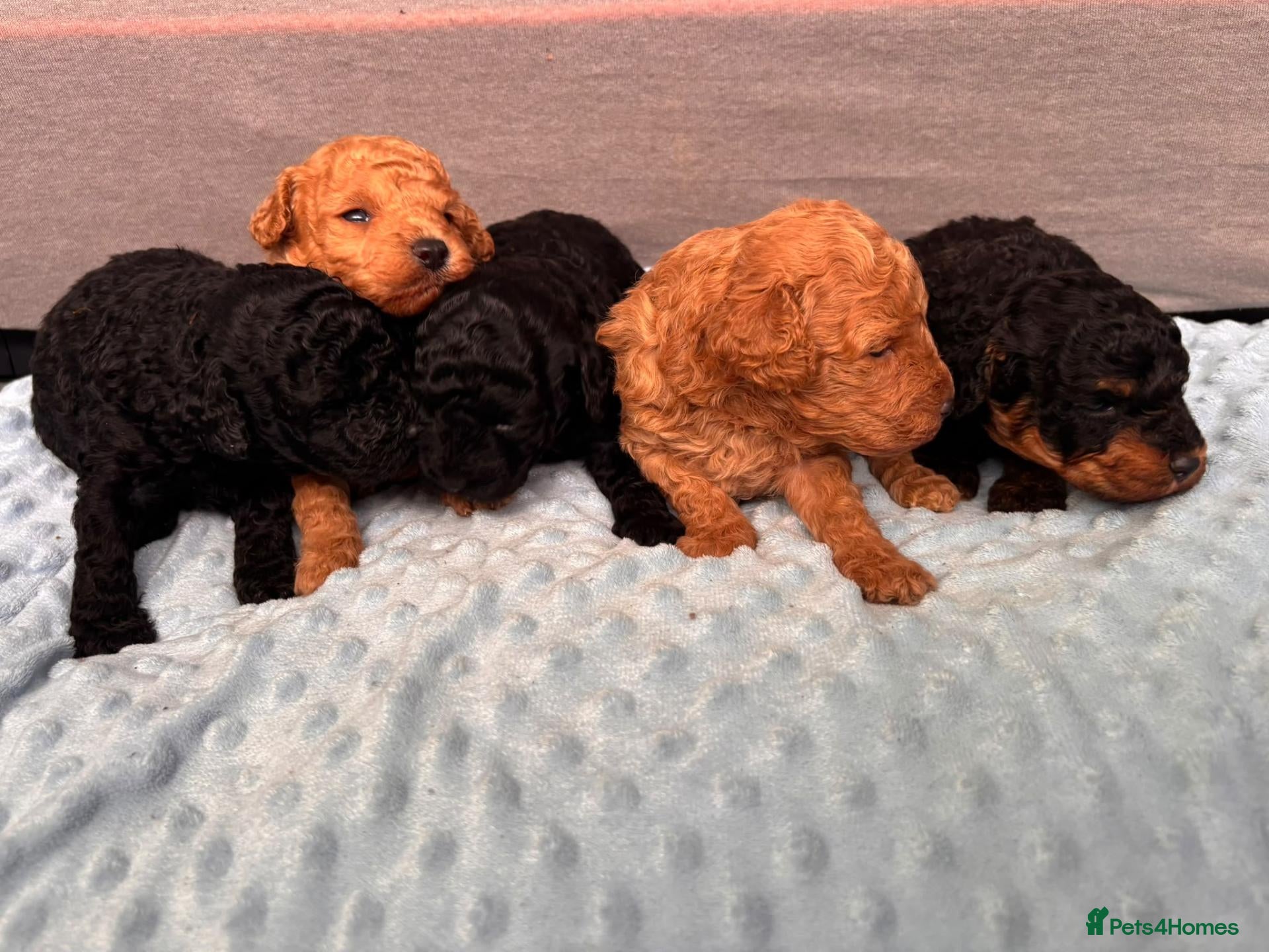 Toy Poodle dogs for sale: KC Registered Toy Poodle Puppies for Sale - Advert 3