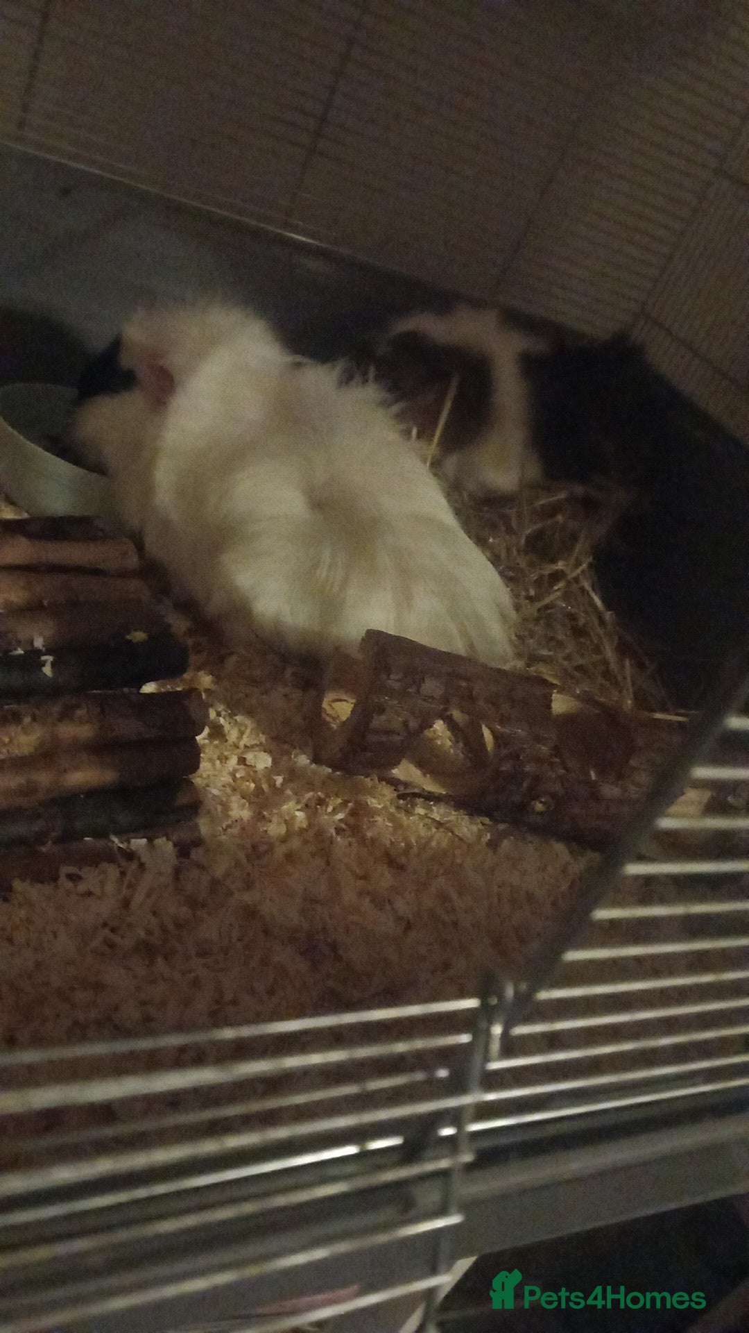 Guinea Pig rodents for sale: 2 female guinea pigs - Advert 1