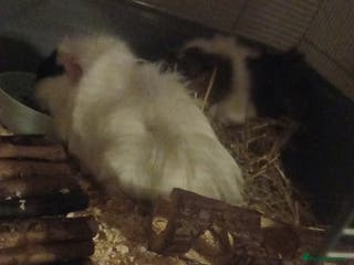 Guinea Pig rodents 2 female guinea pigs - Advert 18