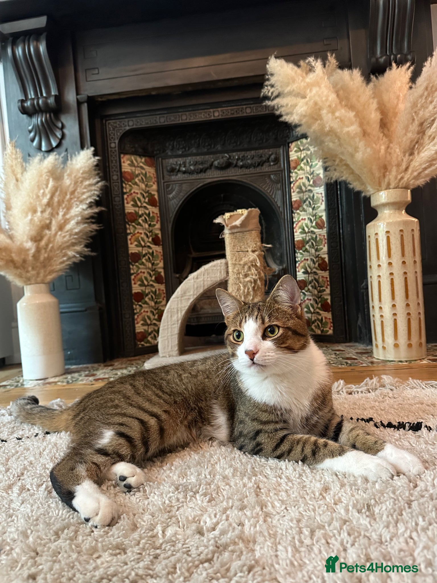 Domestic Shorthair cats Gorgeous Tiggy - Advert 1