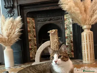 Domestic Shorthair cats Gorgeous Tiggy - Advert 16