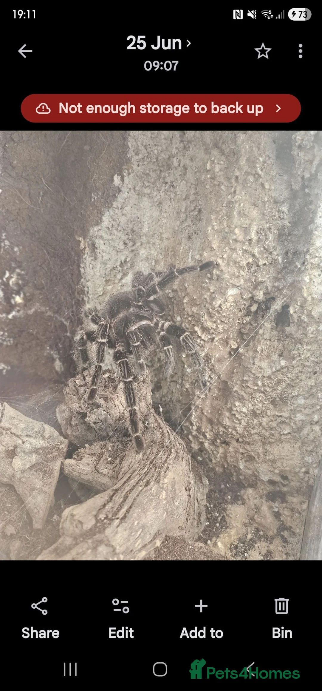 Tarantulas invertebrates for sale: salmon pink birdeater  in Tiverton - Advert 2