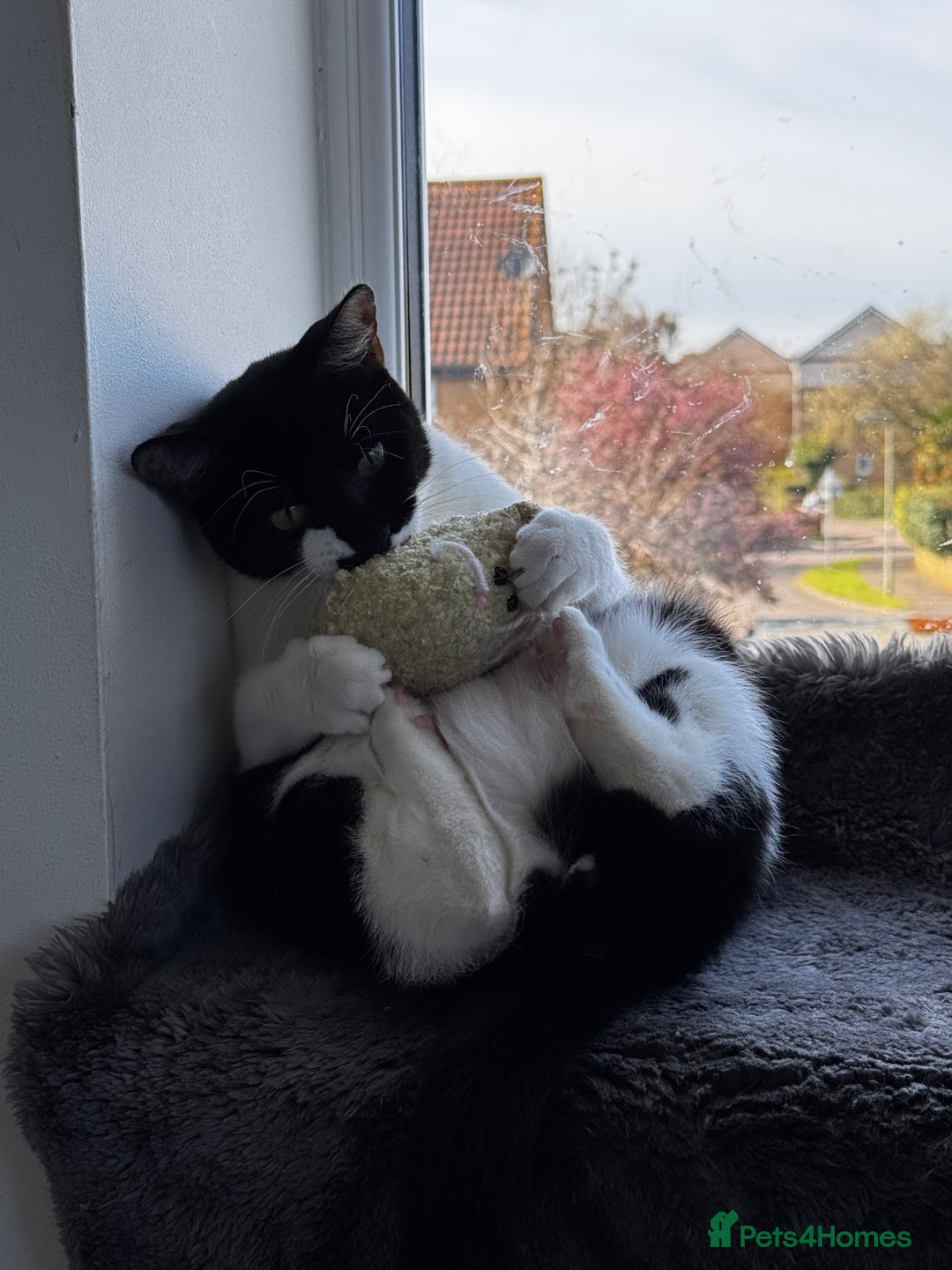 Mixed Breed cats for sale: Amazing Cats - Advert 12