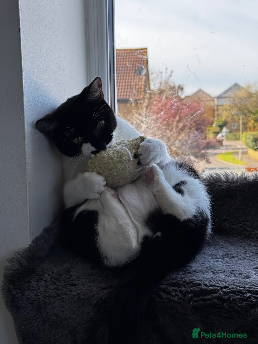 Mixed Breed cats for sale: Amazing Cats - Advert 12