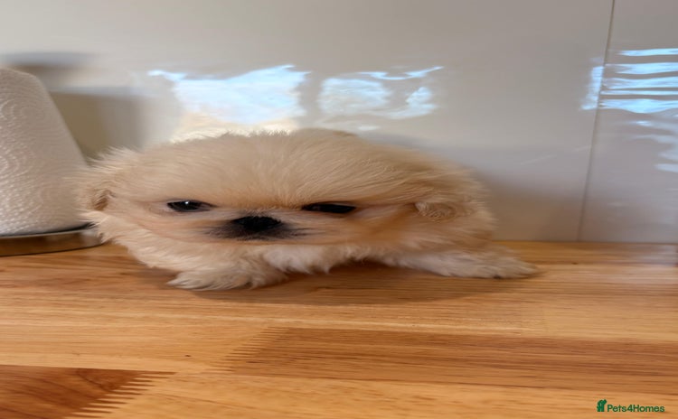 Pekingese dogs - Advert 8