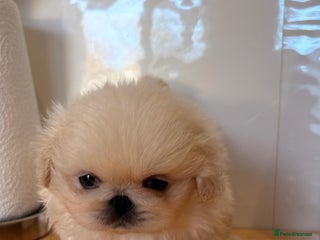 Pekingese dogs Kc Pedigree Pekingese’s puppies - ready soon - Advert 9