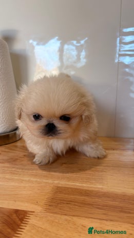 Pekingese dogs - Advert 8