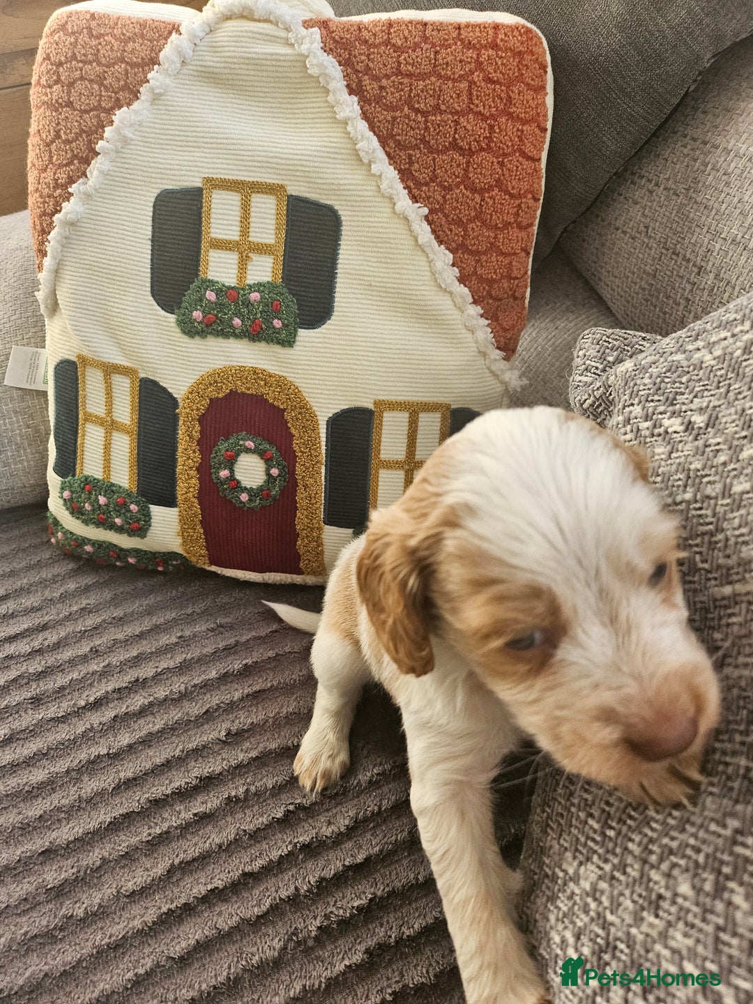 Cockapoo dogs for sale: Female cockerpoos  - Advert 5