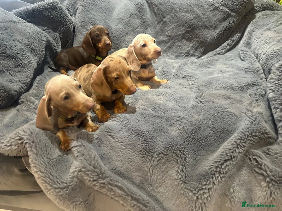 Miniature Dachshund dogs for sale: Pedigree miniature dachshunds ready now - Advert 1