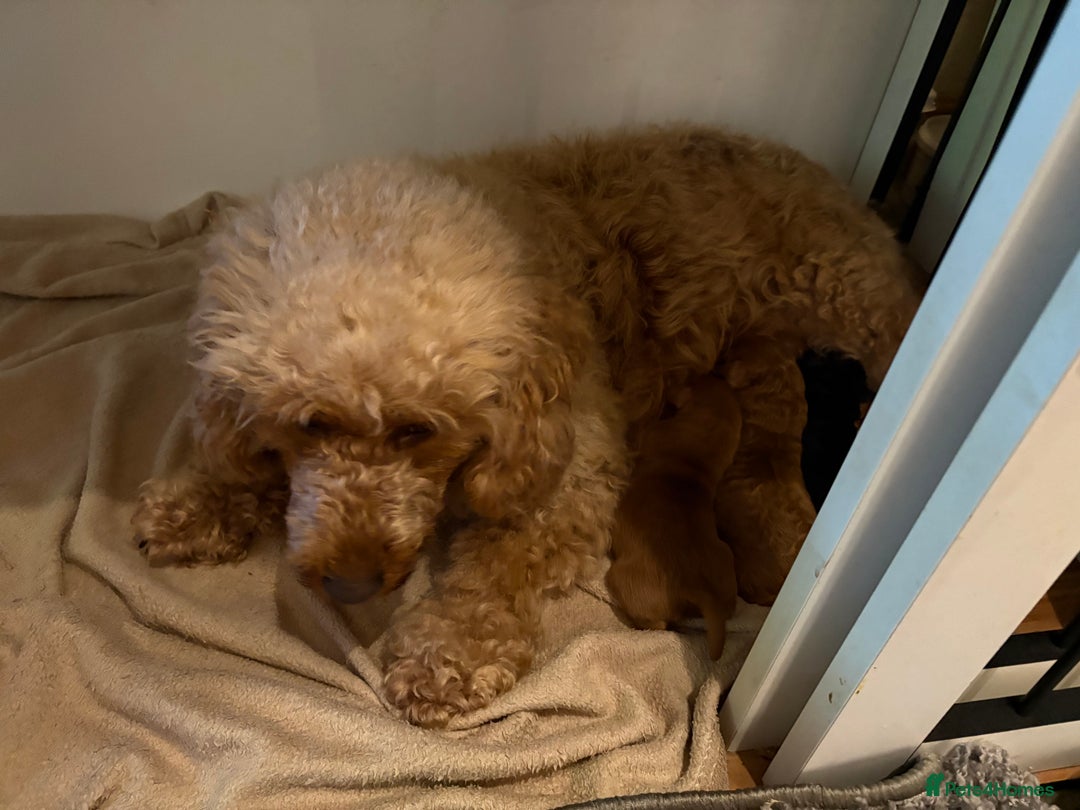 Cockapoo dogs for sale: Beautiful F2 puppy available  - Image 5