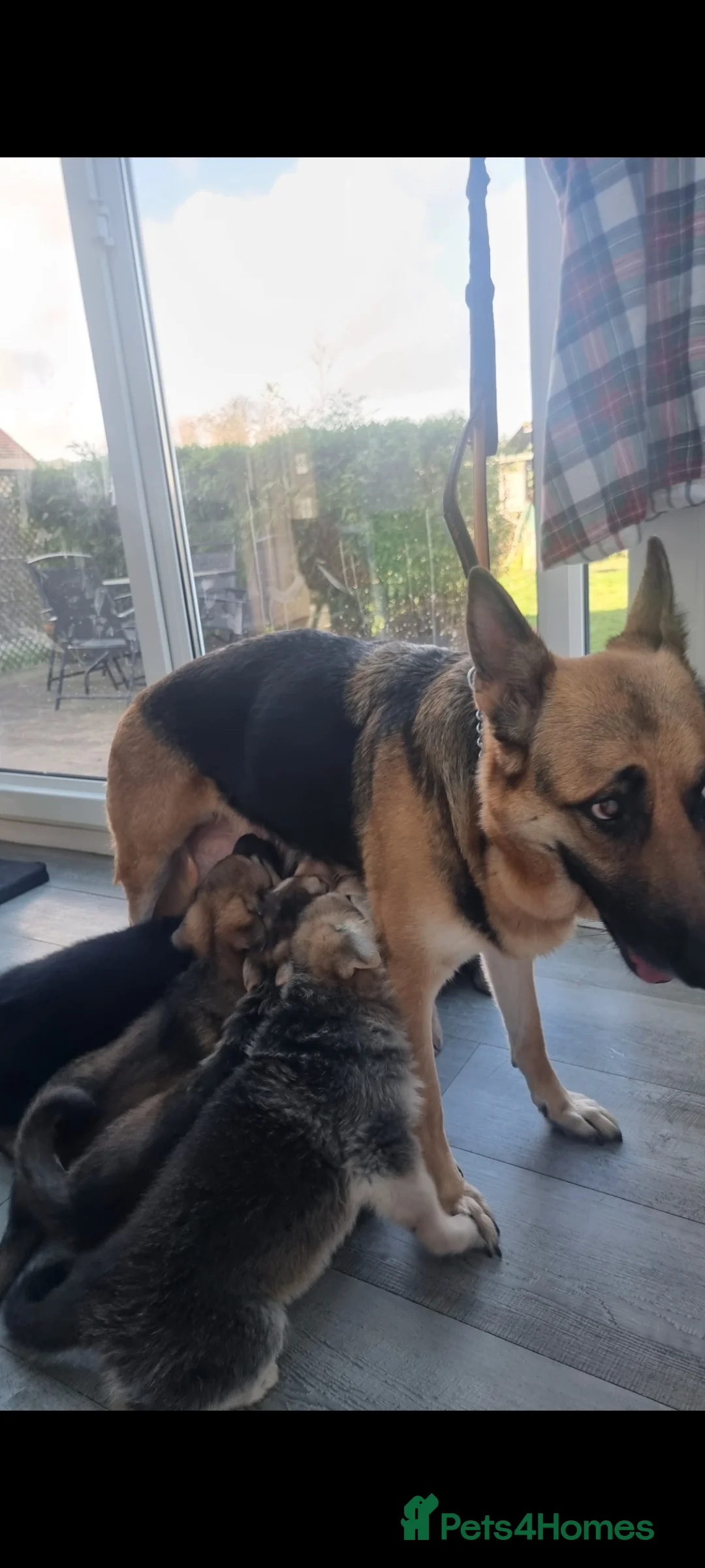 German Shepherd dogs for sale: 6 beautiful German Shepherd puppies - Advert 9