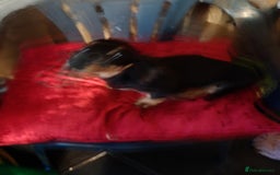 Miniature Dachshund dogs for sale: minature long haired daschund  - Image 15