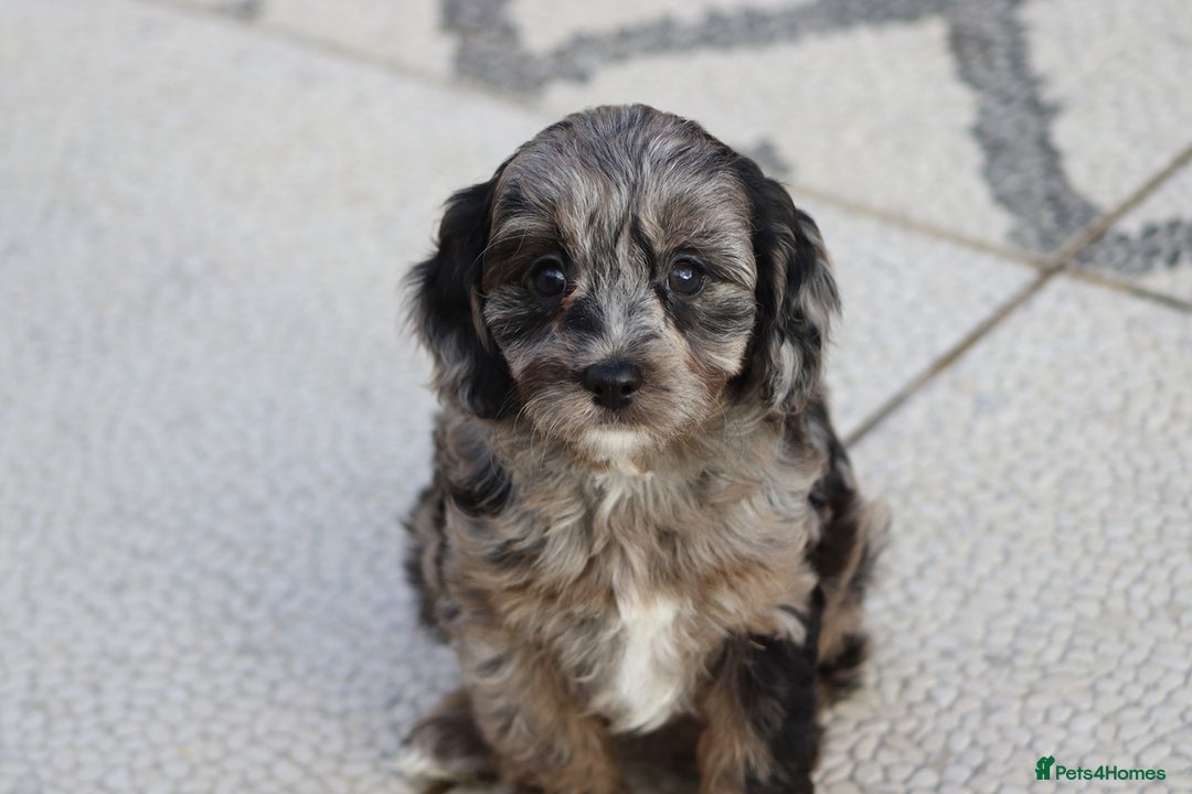 Cavapoo dogs for sale: F1 Cavapoo puppies for sale - Image 18