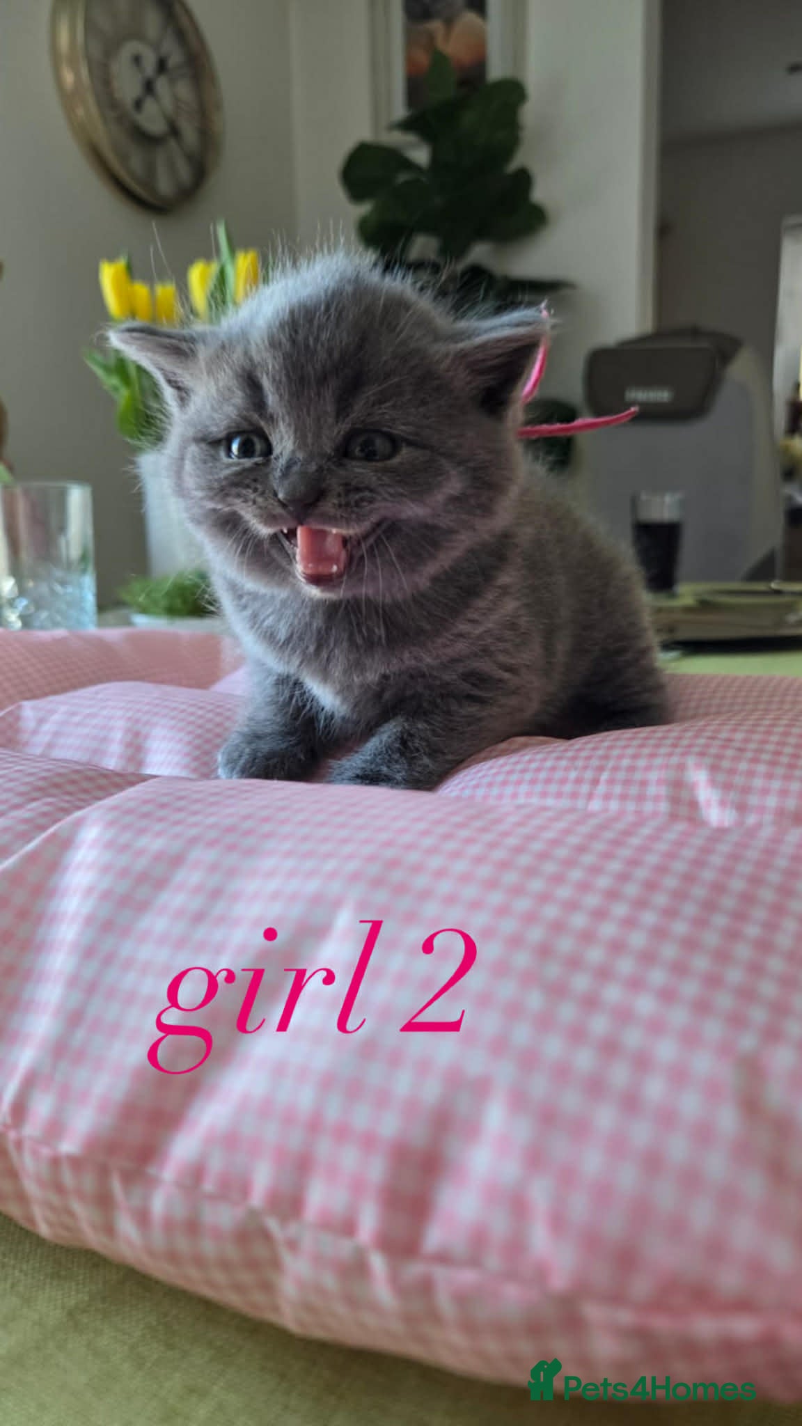 British Shorthair cats Beautiful British Shorthair Blue Kittens  - Advert 9